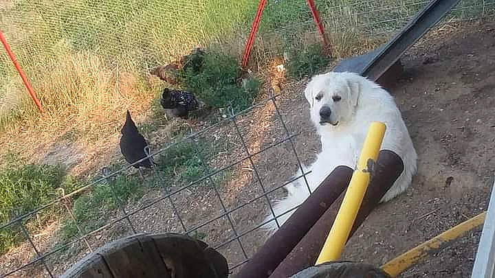 Moose joined the competition — help win amazing prizes! animal_shelter, canidae, carnivore, chair, collar, companion_dog, dog, dog_breed, dog_supply, fur, grass, japanese_spitz, pet_supply, plant, poodle, soil, spitz, sporting_group, toy_dog, working_animal