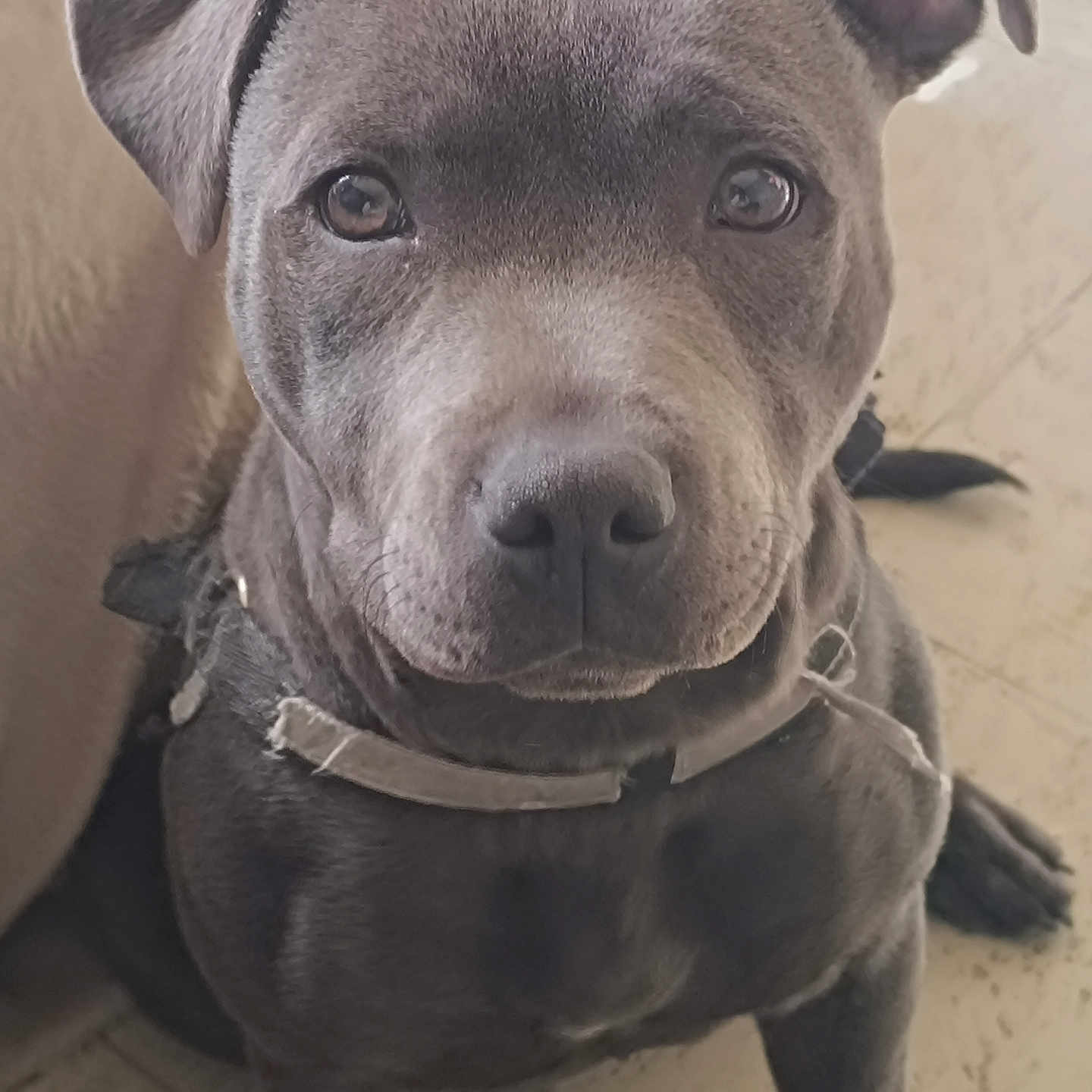 Vanille a rejoint le concours — aidez-le/la à gagner de superbes lots ! animal, canine, close_up, collar, companion, cute, dog, domestic, ears, floor, friendly, fur, gray, indoor, looking, pet, portrait, puppy, sitting, young