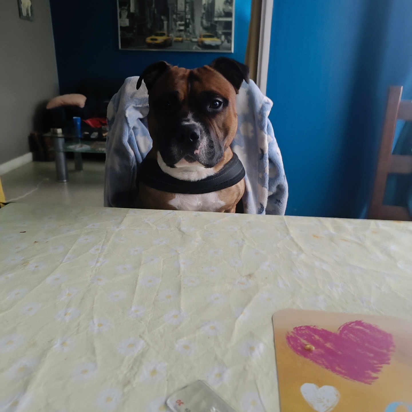 Tyson participe au concours pour gagner de l'argent avec cette photo : blanket, blue_wall, brown_dog, calm, card, chair, decor, dog, domestic, furniture, heart, home, indoor, leash, pet, portrait, ruler, seated, table, wall_art