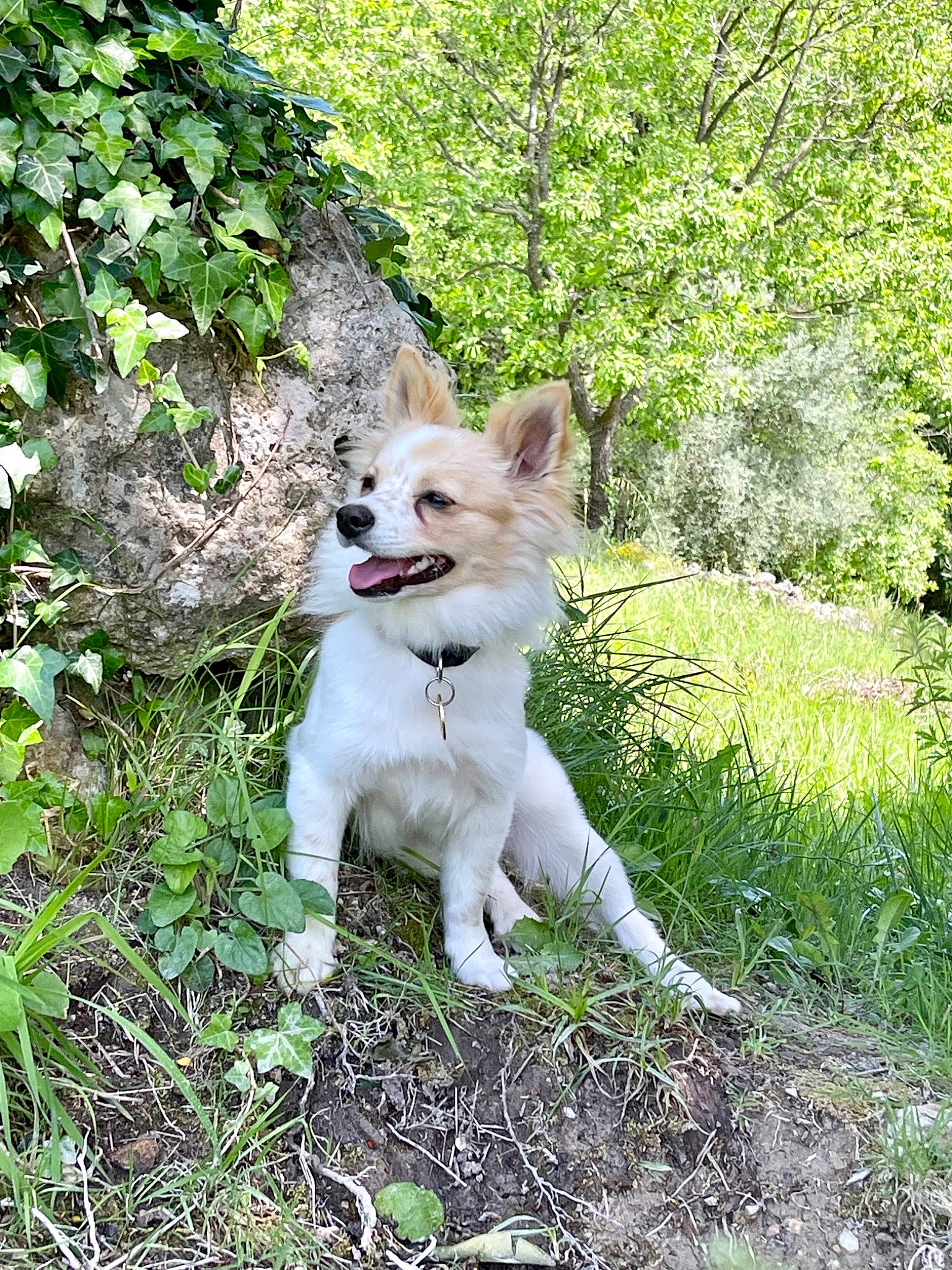 Aïka a rejoint le concours — aidez-le/la à gagner de superbes lots ! canidae, carnivore, companion_dog, dog, dog_breed, fawn, forest, fur, grass, groundcover, indian_spitz, plant, snout, sporting_group, tail, terrestrial_animal, tree, woodland, working_animal, working_dog