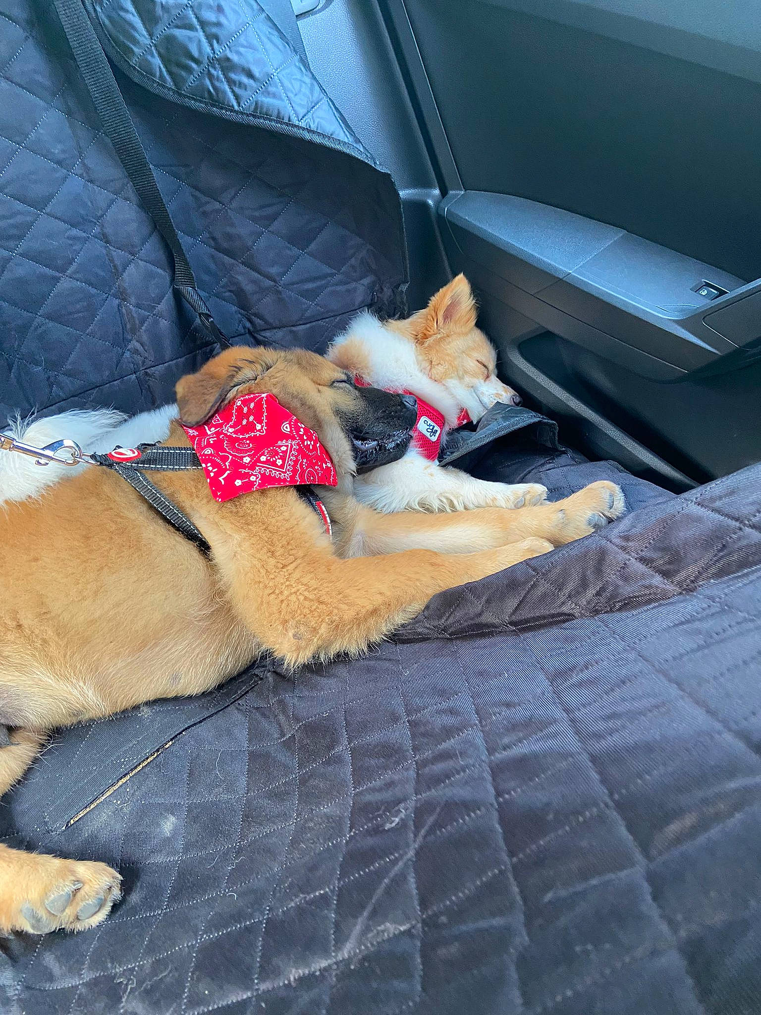 Baloo participe au concours pour gagner de l'argent avec cette photo : auto_part, automotive_exterior, car_seat, car_seat_cover, carnivore, comfort, companion_dog, dog, dog_breed, fawn, fur, human_leg, lap, linens, snout, sporting_group, tints_and_shades, vehicle_door, window, windshield