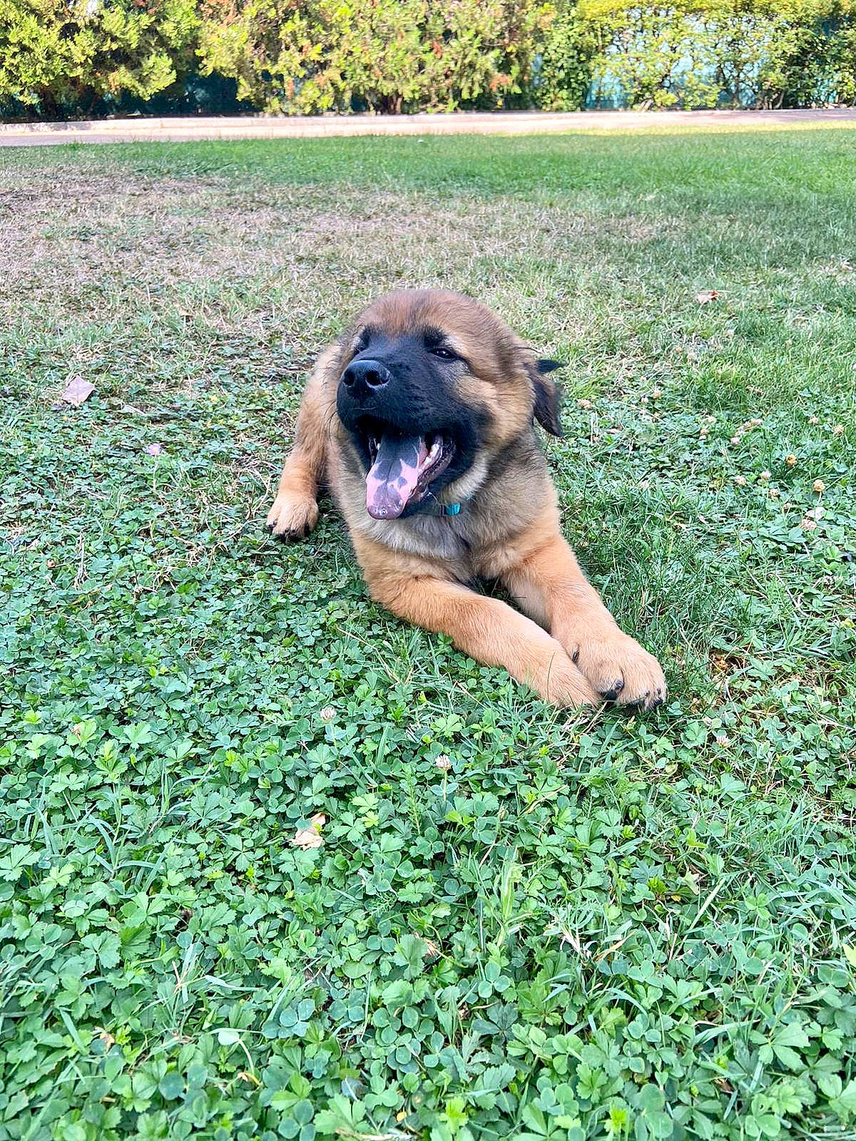 Baloo participe au concours pour gagner de l'argent avec cette photo : canidae, carnivore, companion_dog, dog, dog_breed, fawn, garden, grass, grassland, groundcover, landscape, lawn, leaf, molosser, people_in_nature, plant, shrub, sporting_group, tree, working_animal