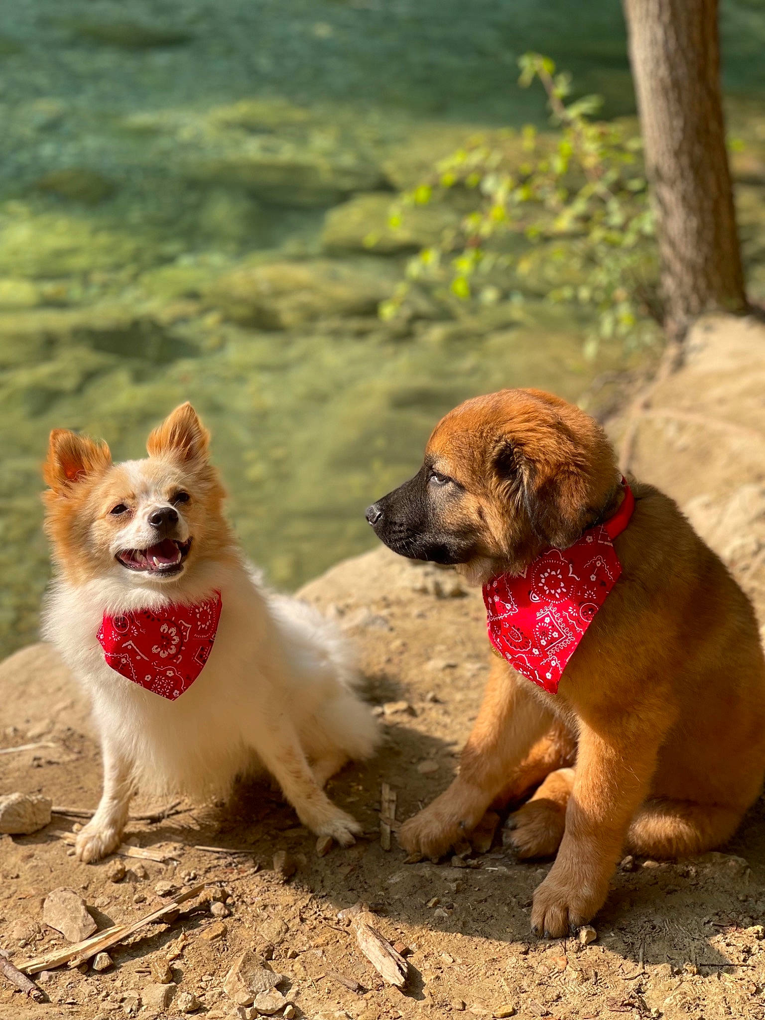 Baloo participe au concours pour gagner de l'argent avec cette photo : canidae, carnivore, companion_dog, dog, dog_breed, dog_supply, fawn, liver, pet_supply, plant, snout, sporting_group, tail, terrestrial_animal, tree, walking, water, wildlife, working_animal, working_dog