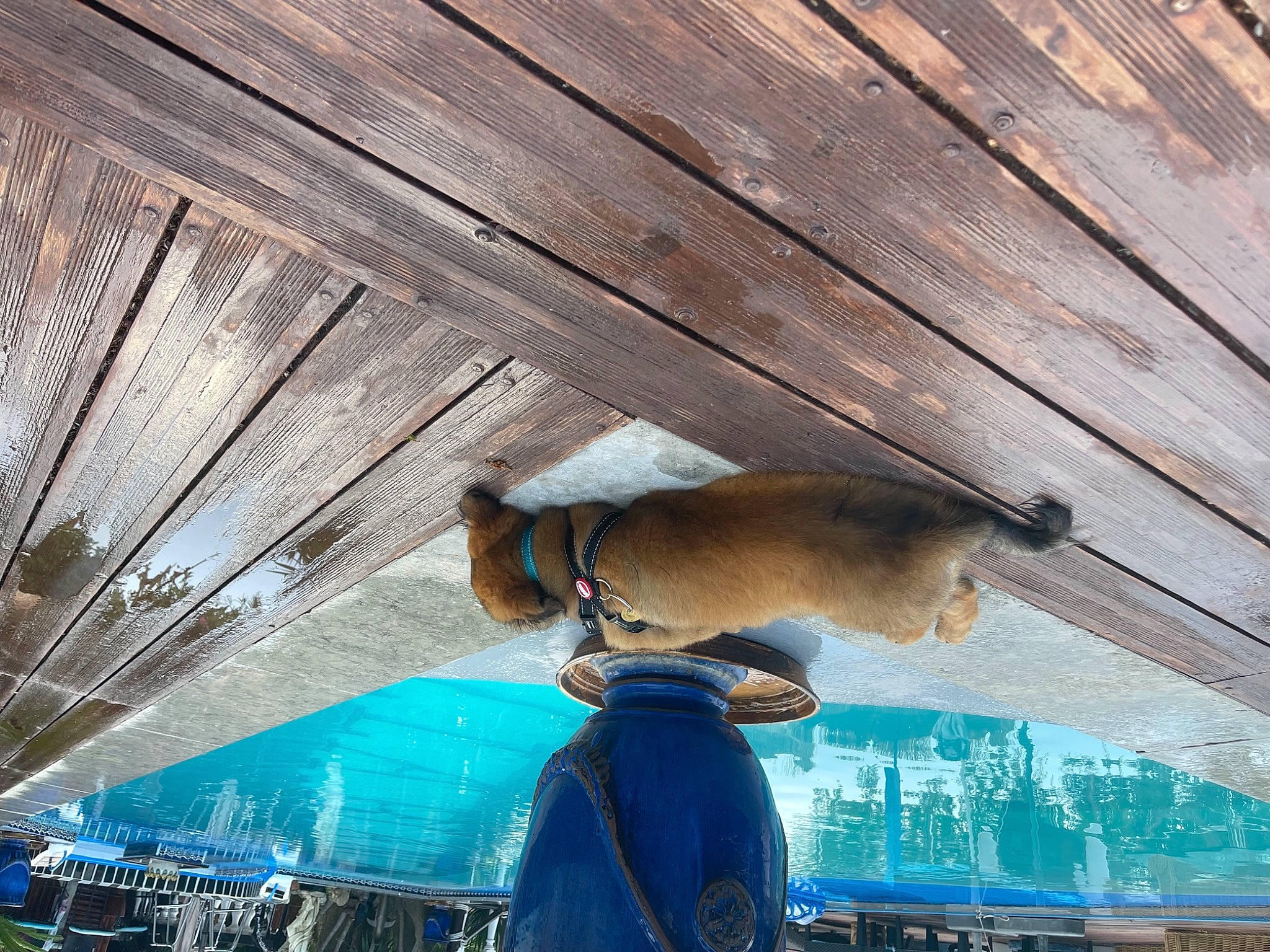 Baloo a rejoint le concours — aidez-le/la à gagner de superbes lots ! canidae, carnivore, companion_dog, dog, dog_breed, electric_blue, fawn, felidae, fur, hardwood, plank, small_to_medium_sized_cats, snout, sporting_group, tail, tints_and_shades, wildlife, wood, wood_stain