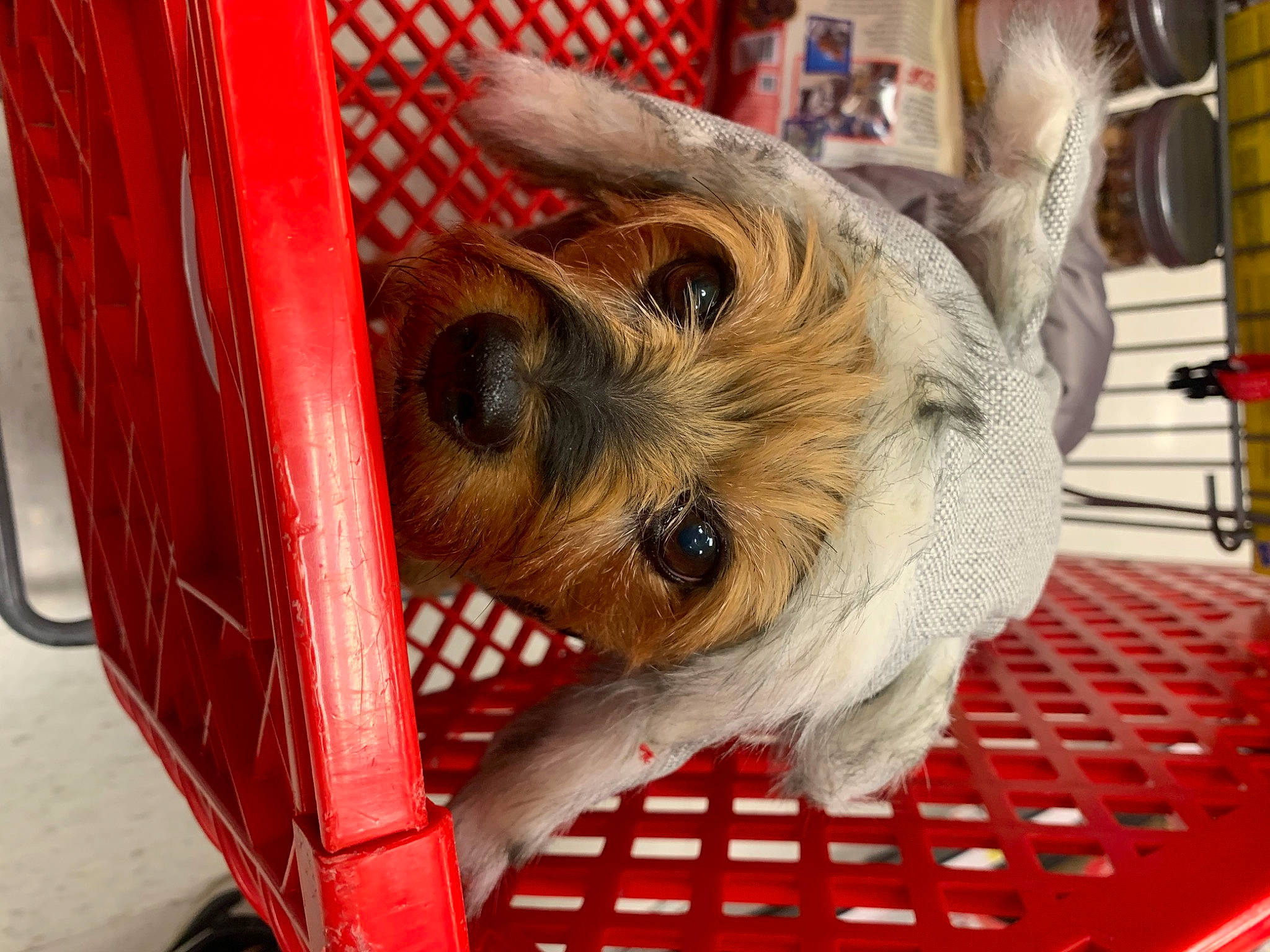 Ella joined the competition — help win amazing prizes! biewer_terrier, canidae, carnivore, collar, companion_dog, dog, dog_breed, dog_supply, event, fawn, fur, pet_supply, schnauzer, small_terrier, snout, sporting_group, terrier, toy_dog, working_animal, yorkshire_terrier