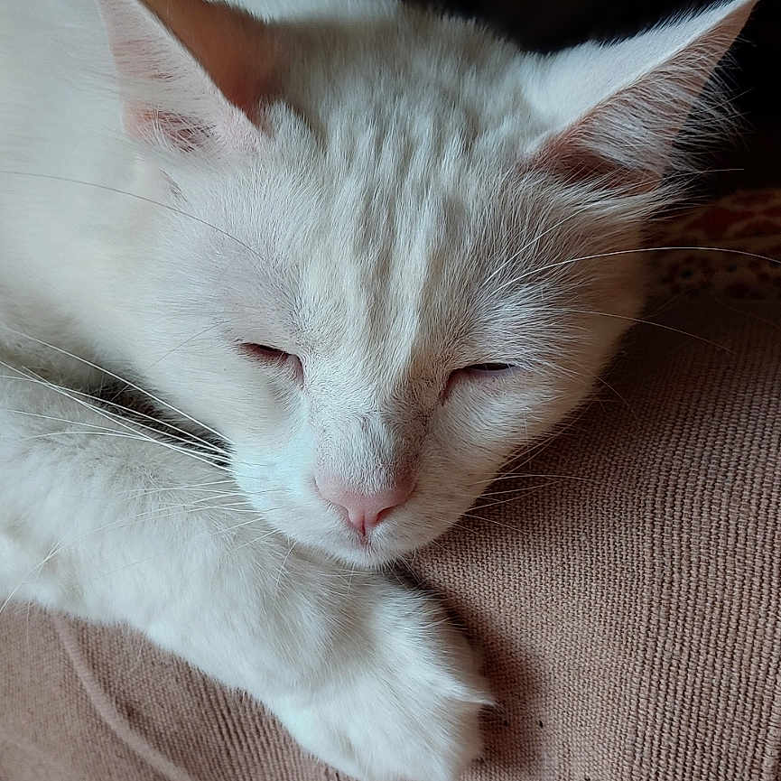 Biancu a rejoint le concours — aidez-le/la à gagner de superbes lots ! abyssinian, angora, animal, armchair, cat, chair, couch, cushion, furniture, hardwood, homedecor, kitten, linen, manx, person, pet, siamese, sleeping, white, wood