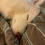 Bear is registered to the contest to win money with this photo: animal, bed, blanket, canine, close_up, comfort, cozy, cute, dog, ear, fur, indoor, nose, peaceful, pet, relaxation, resting, sleeping, snout, white_fur