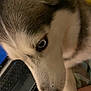 animal, background, blue_eyes, canine, close_up, companion, dog, face, fur, husky, indoor, keyboard, looking, muzzle, nose, pet, side_view, snout, technology, whiskers