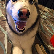 Bloo is registered to the contest to win money with this photo: animal, bed, canine, chew_toy, close_up, dog, friendly, fur, happy, husky, indoor, lying_down, muzzle, nose, paw, pet, playful, smiling, teeth, tongue