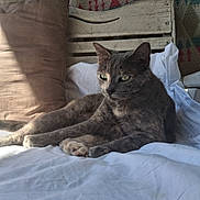 Ms. Missy joined the competition — help win amazing prizes! cat, gray_cat, pet, animal, feline, green_eyes, lying_down, bed, bedding, pillow, blanket, wooden_headboard, bedroom, indoor, portrait, close_up, fur, whiskers, relaxed, staring