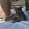 cat, gray_cat, pet, animal, feline, green_eyes, lying_down, bed, bedding, pillow, blanket, wooden_headboard, bedroom, indoor, portrait, close_up, fur, whiskers, relaxed, staring