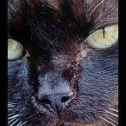 Mr. Nibbles joined the competition — help win amazing prizes! animal, black_cat, black_fur, cat, close_up, face, fang, feline, fur, grass, intense_stare, muzzle, nose, outdoor, pet, portrait, social_media_screenshot, vertical_photo, whiskers, yellow_eyes