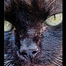 animal, black_cat, black_fur, cat, close_up, face, fang, feline, fur, grass, intense_stare, muzzle, nose, outdoor, pet, portrait, social_media_screenshot, vertical_photo, whiskers, yellow_eyes