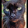 Mr. Nibbles joined the competition — help win amazing prizes! animal, black_cat, cat, close_up, feline, front_view, fur, garden, green_eyes, grumpy_expression, long_hair, natural_light, outdoor, pet, phone_screenshot, portrait, sitting, smartphone_photo, staring, whiskers
