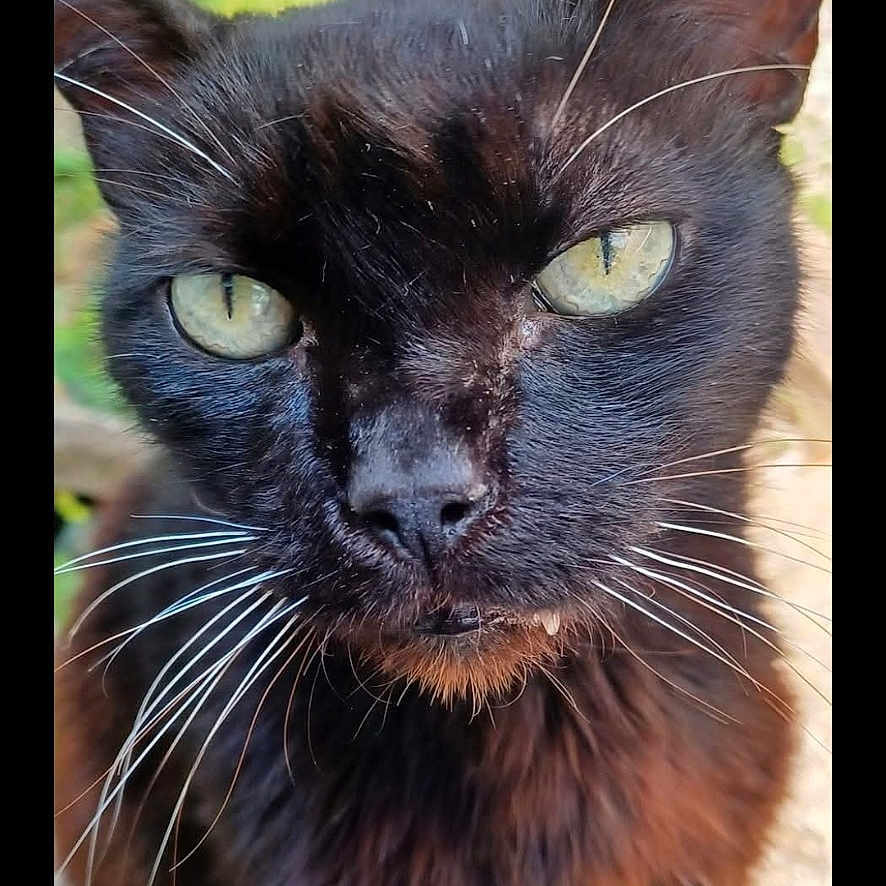 Mr. Nibbles joined the competition — help win amazing prizes! animal, black_cat, cat, close_up, feline, front_view, fur, garden, green_eyes, grumpy_expression, long_hair, natural_light, outdoor, pet, phone_screenshot, portrait, sitting, smartphone_photo, staring, whiskers