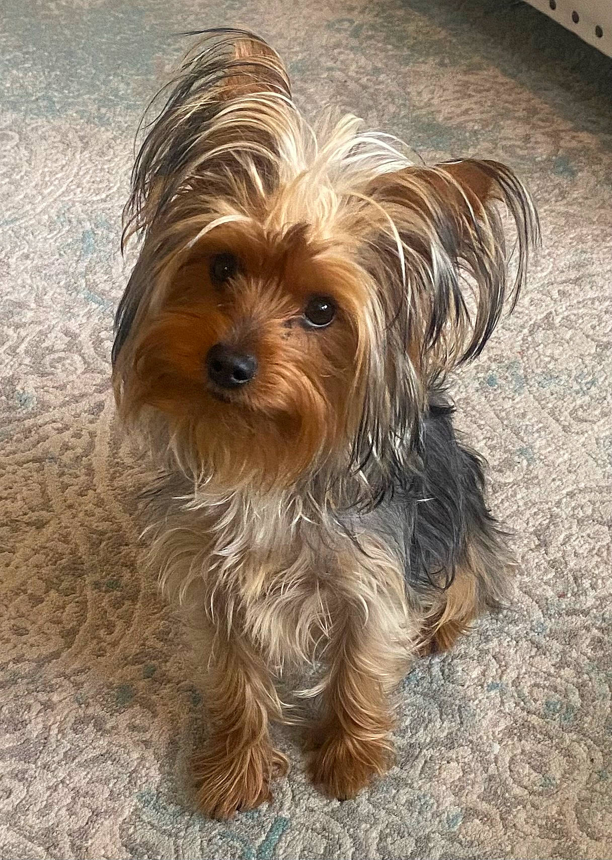 Tori joined the competition — help win amazing prizes! biewer_terrier, canidae, carnivore, companion_dog, dog, dog_breed, fur, liver, maltepoo, puppy, small_terrier, snout, sporting_group, terrestrial_animal, terrier, toy_dog, water_dog, wood, working_animal, yorkipoo