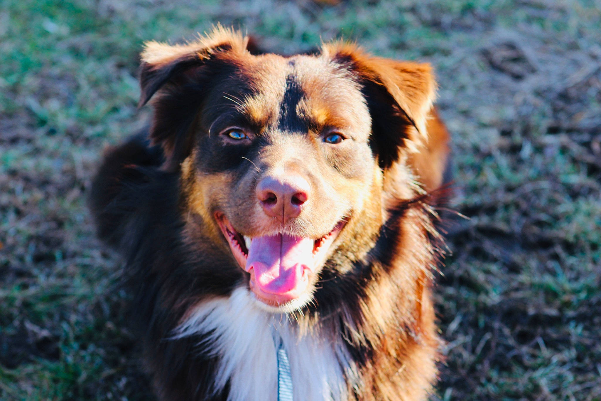 Ruger is registered to the contest to win money with this photo: australian_collie, australian_shepherd, basque_shepherd_dog, border_collie, canidae, carnivore, companion_dog, dog, dog_breed, english_shepherd, herding_dog, mammal, miniature_australian_shepherd, rare_breed_dog, small_greek_domestic_dog, snout, sporting_group, vertebrate, welsh_sheepdog, working_dog
