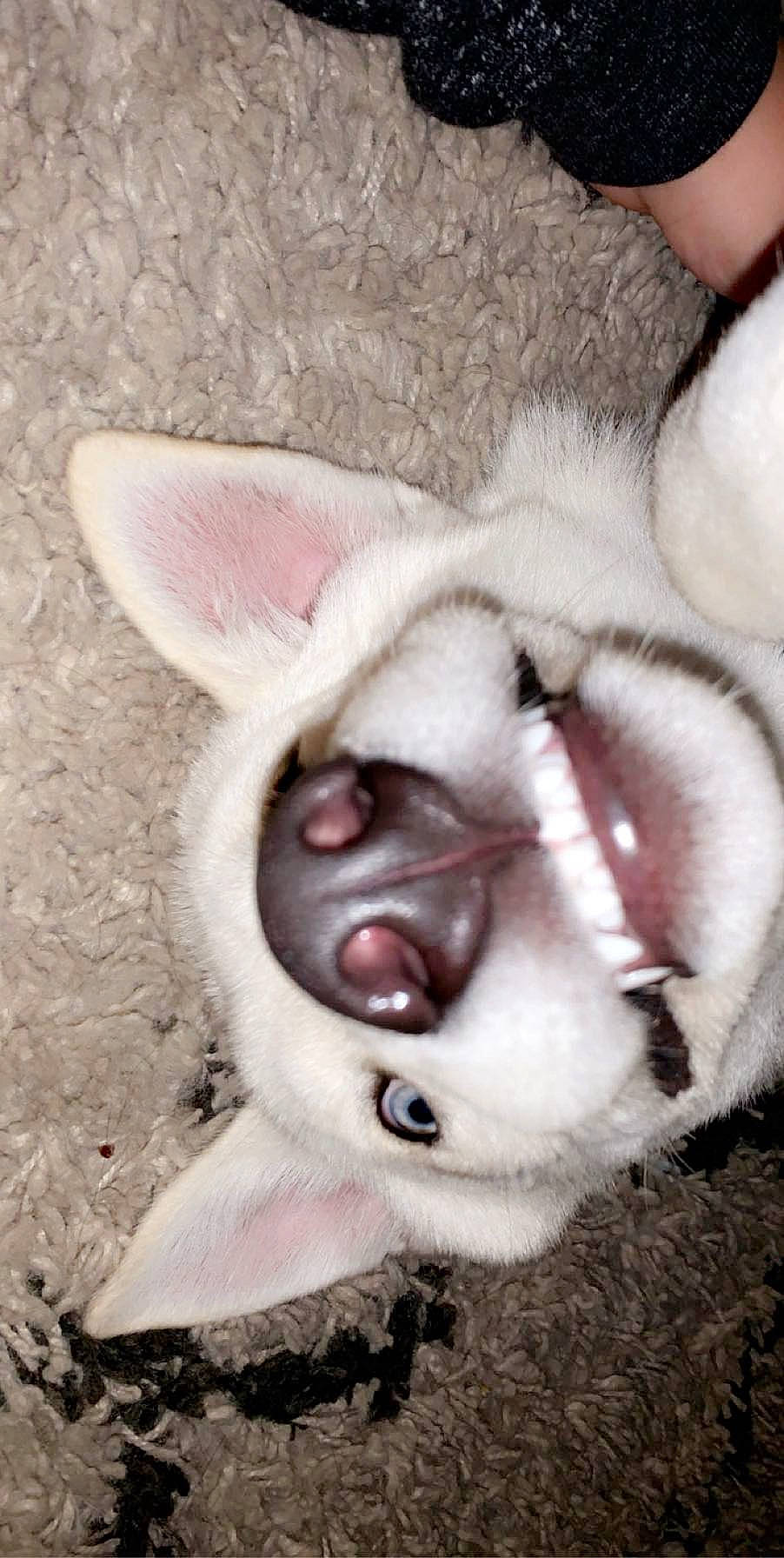 Tater joined the competition — help win amazing prizes! canidae, domestic_rabbit, ear, fawn, mouth, nose, organ, snout, tongue