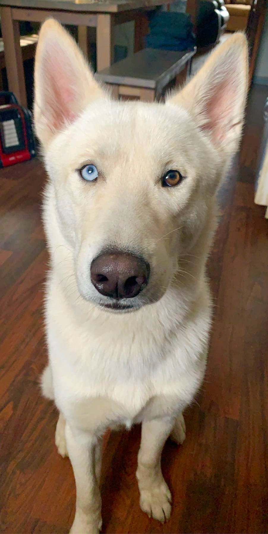 Tater is registered to the contest to win money with this photo: berger_blanc_suisse, canaan_dog, canidae, carnivore, czechoslovakian_wolfdog, dog, dog_breed, korean_jindo_dog, labrador_husky, mammal, northern_inuit_dog, pungsan_dog, saarloos_wolfdog, sakhalin_husky, seppala_siberian_sleddog, siberian_husky, tamaskan_dog, vertebrate, white_shepherd, wolfdog