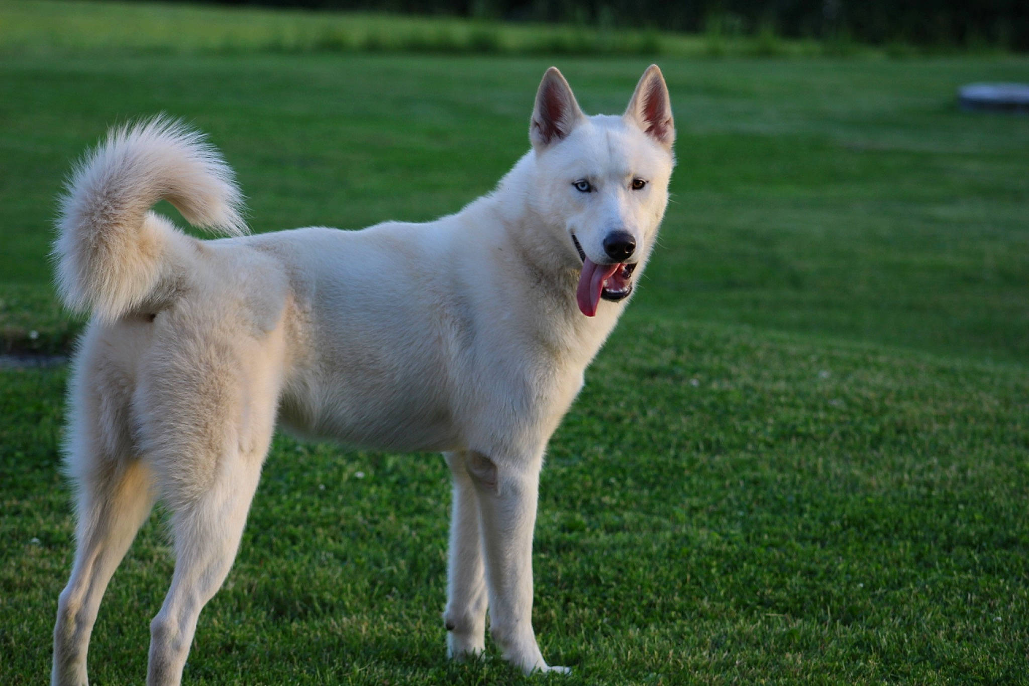 Tater is registered to the contest to win money with this photo: ancient_dog_breeds, berger_blanc_suisse, canaan_dog, canidae, carnivore, dog, dog_breed, east_siberian_laika, greenland_dog, hokkaido, kintamani, kishu, korean_jindo_dog, mammal, norwegian_buhund, pungsan_dog, siberian_husky, vertebrate, west_siberian_laika, white_shepherd