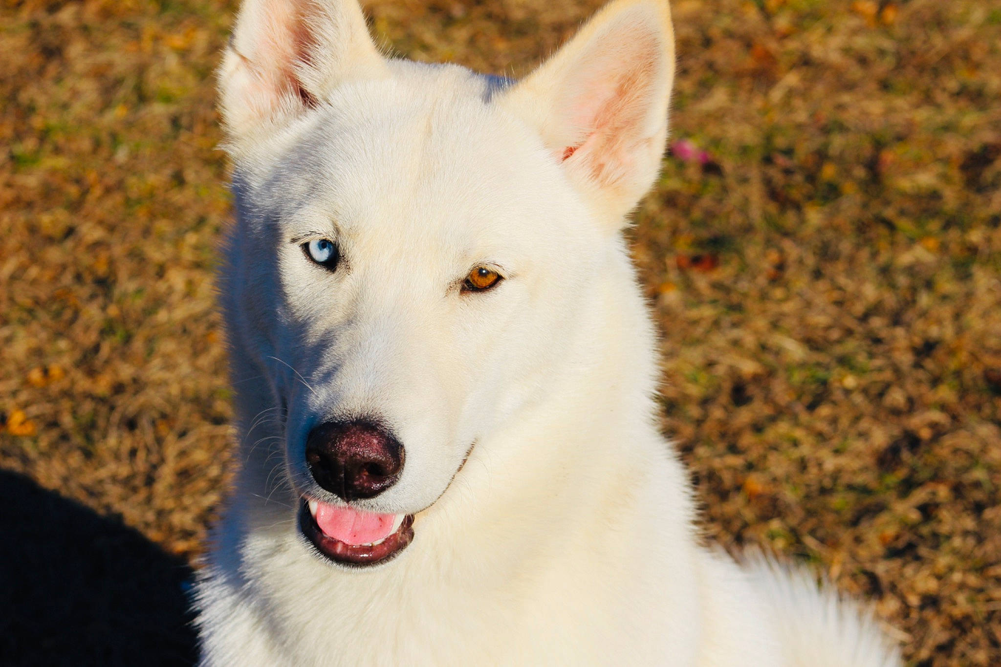 Tater is registered to the contest to win money with this photo: ancient_dog_breeds, berger_blanc_suisse, canaan_dog, canadian_eskimo_dog, canidae, carnivore, czechoslovakian_wolfdog, dog, dog_breed, mammal, native_american_indian_dog, northern_inuit_dog, rare_breed_dog, sakhalin_husky, seppala_siberian_sleddog, siberian_husky, tamaskan_dog, vertebrate, white_shepherd, wolfdog