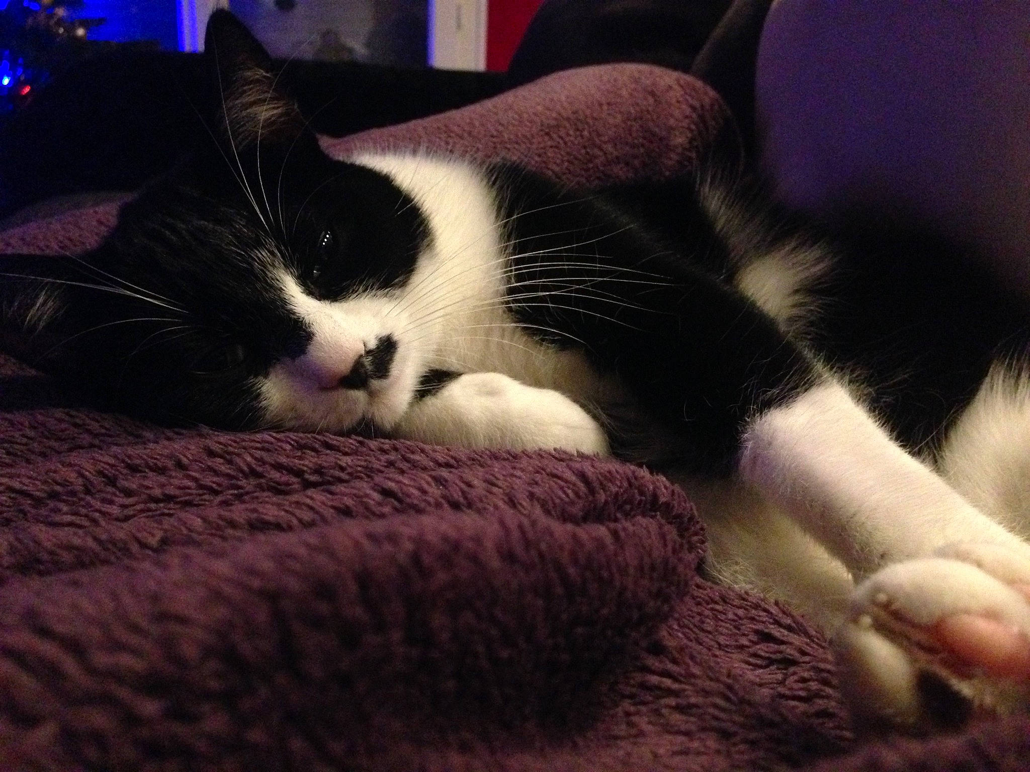 Hulysse a rejoint le concours — aidez-le/la à gagner de superbes lots ! beauty, carnivore, cat, felidae, foot, fur, kitten, leg, nap, nose, paw, polydactyl_cat, skin, sky, small_to_medium_sized_cats, snout, tail, whiskers