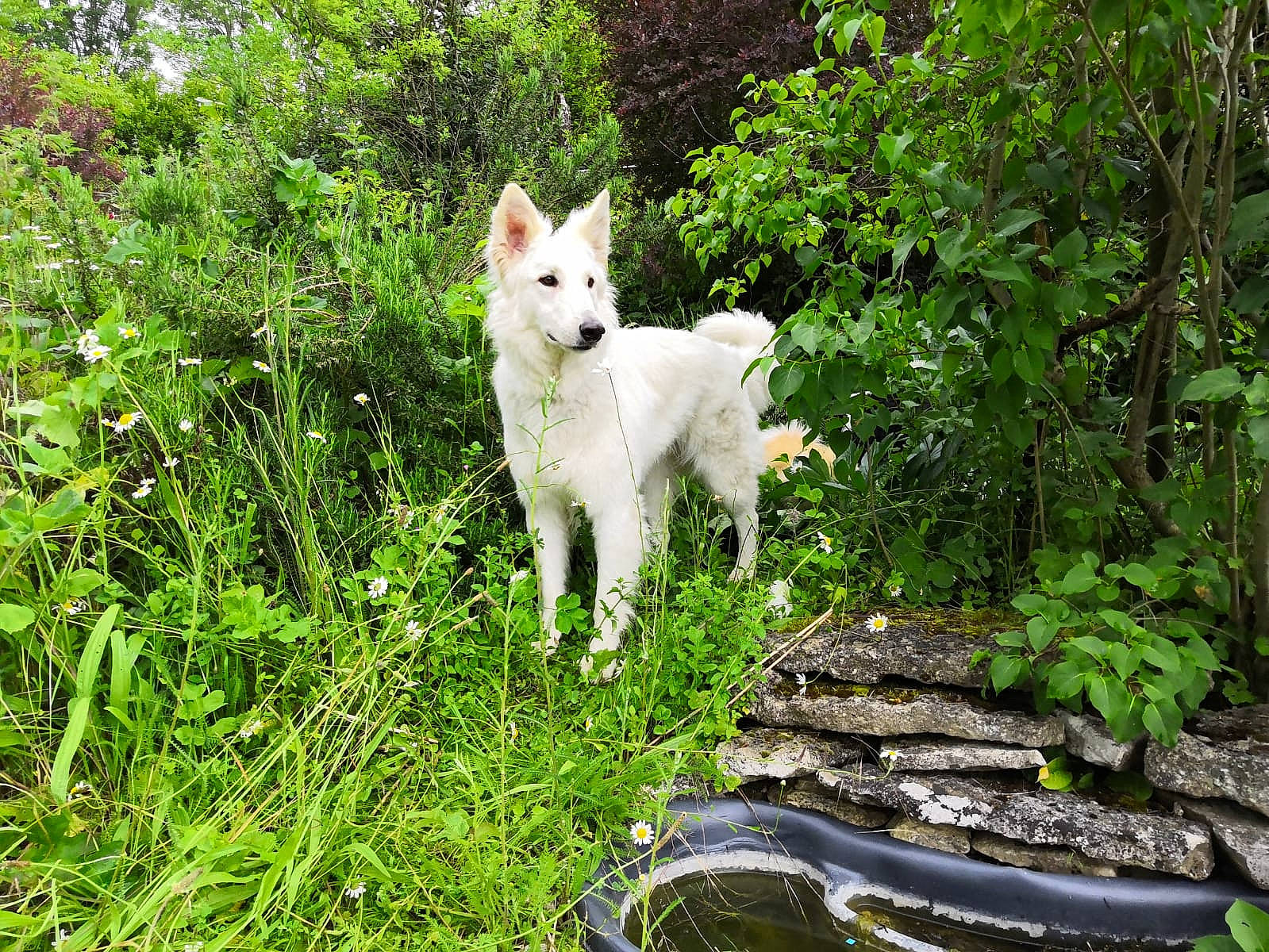 Mowgli a rejoint le concours — aidez-le/la à gagner de superbes lots ! berger_blanc_suisse, canaan_dog, canidae, canis, carnivore, dog, dog_breed, fawn, kintamani, kishu, korean_jindo_dog, mammal, non_sporting_group, norwegian_buhund, plant, pungsan_dog, saarloos_wolfdog, vertebrate, white_shepherd, wolfdog