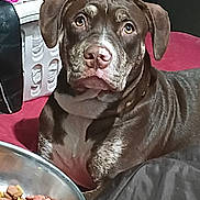 Deacel joined the competition — help win amazing prizes! animal, blanket, bowl, brown_dog, closeup, dog, dog_food, domestic_animal, ears, expression, face, floor, fur, indoor, laundry_basket, looking, pet, portrait, resting, snout