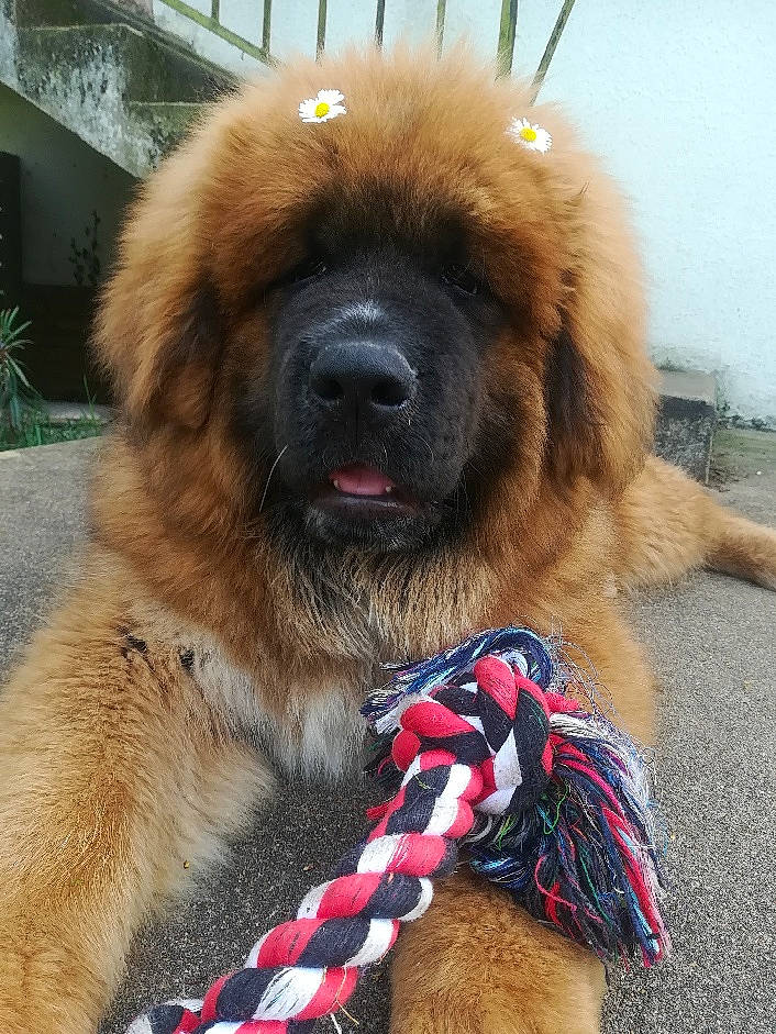 Ryplay participe au concours pour gagner de l'argent avec cette photo : canidae, carnivore, collar, companion_dog, dog, dog_breed, dog_collar, dog_supply, electric_blue, fawn, fur, giant_dog_breed, leash, liver, pet_supply, plant, snout, sporting_group, working_animal, working_dog