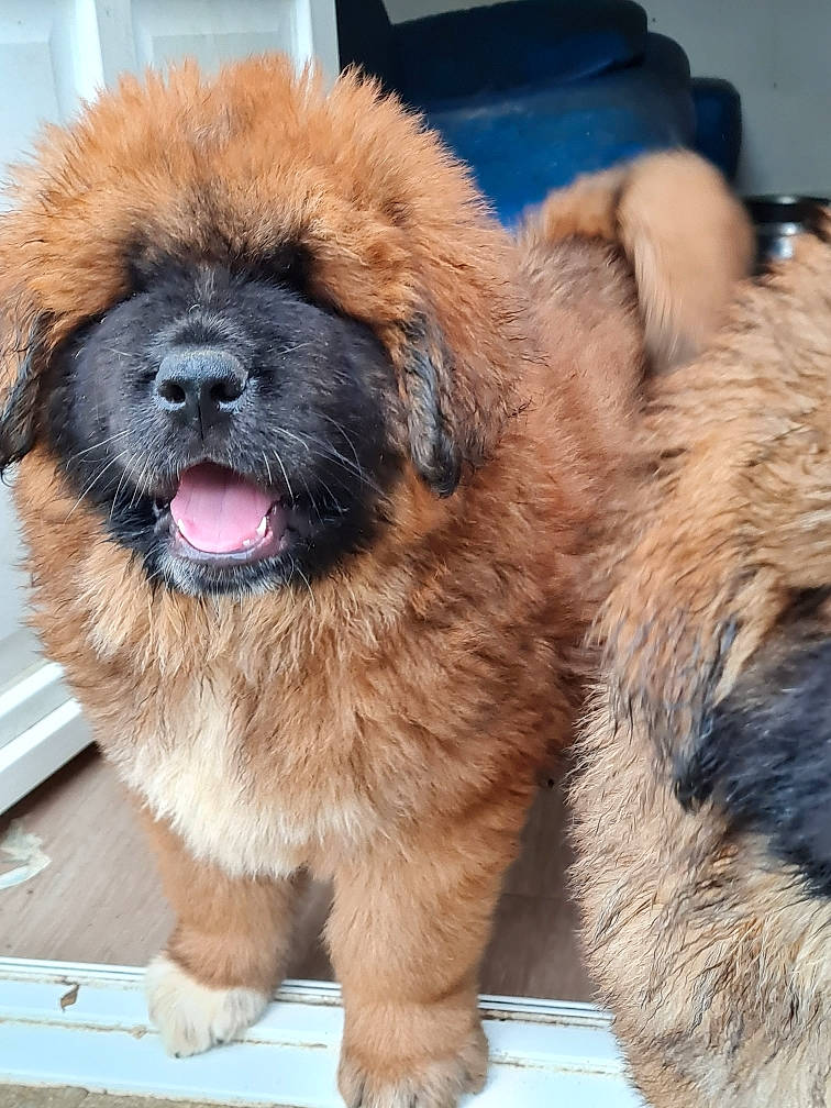 Ryplay a rejoint le concours — aidez-le/la à gagner de superbes lots ! ancient_dog_breeds, canidae, carnivore, companion_dog, dog, dog_breed, fawn, foot, fur, liver, non_sporting_group, paw, pekingese, snout, sporting_group, terrestrial_animal, toy_dog, whiskers, working_animal, wrinkle