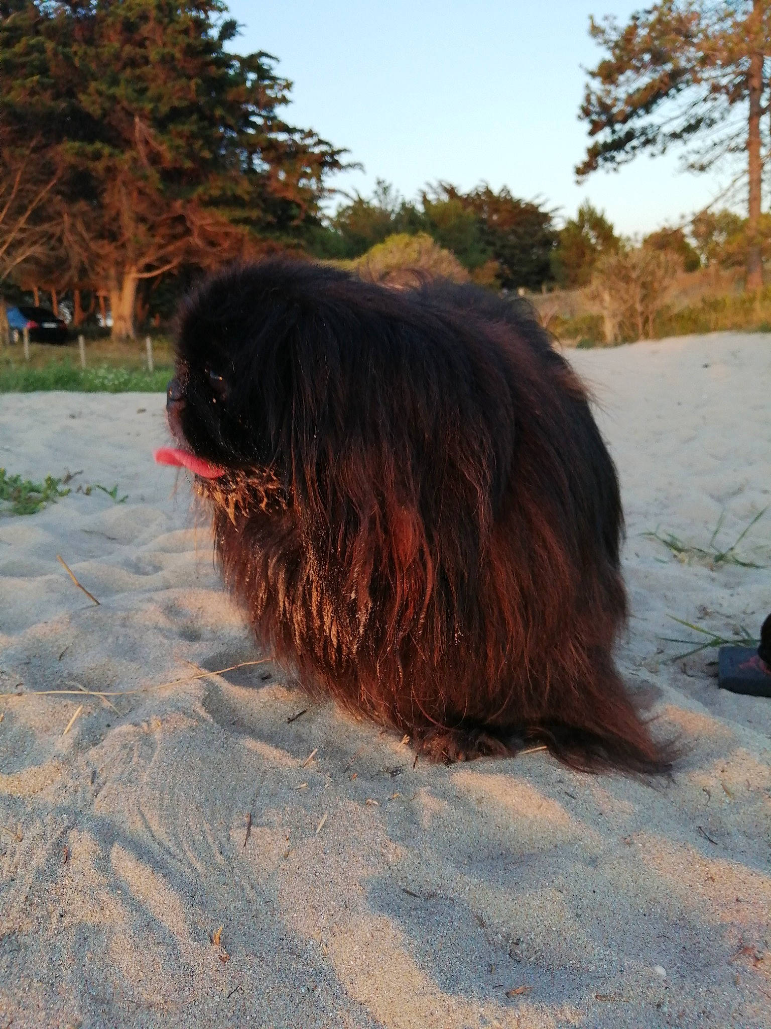 Papillon a rejoint le concours — aidez-le/la à gagner de superbes lots ! carnivore, companion_dog, dog, dog_breed, electric_blue, fawn, fur, grass, liver, plant, sky, soil, sporting_group, tail, terrier, tints_and_shades, tree, wilderness, winter, wood