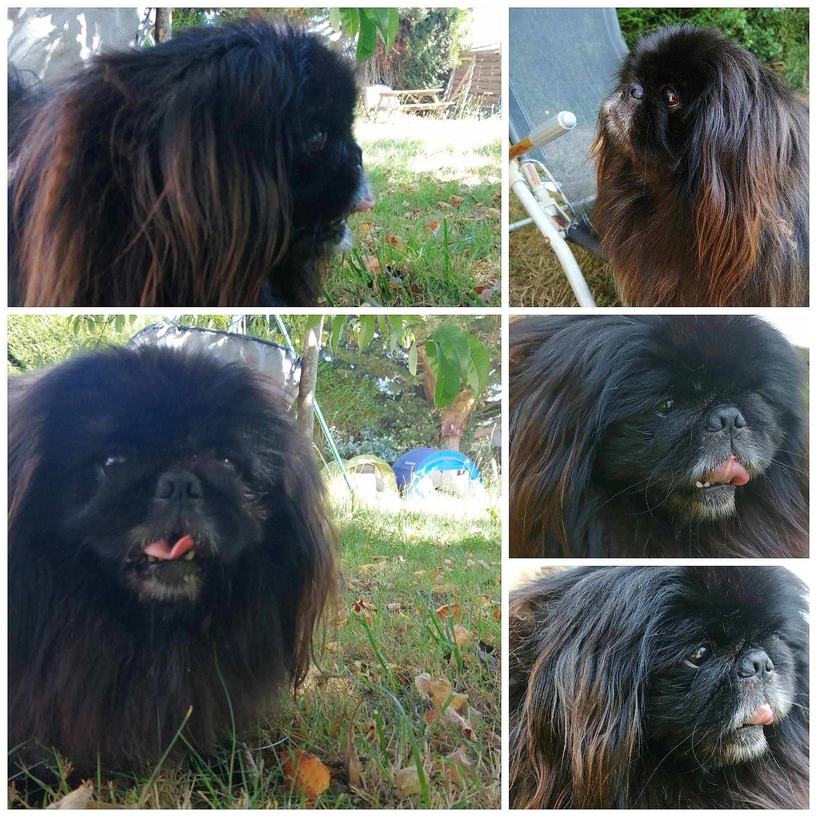 Papillon a rejoint le concours — aidez-le/la à gagner de superbes lots ! art, canidae, carnivore, circle, companion_dog, dog, dog_breed, fur, grass, green, iris, lace_wig, liver, non_sporting_group, organism, plant, snout, sporting_group, toy_dog, working_animal