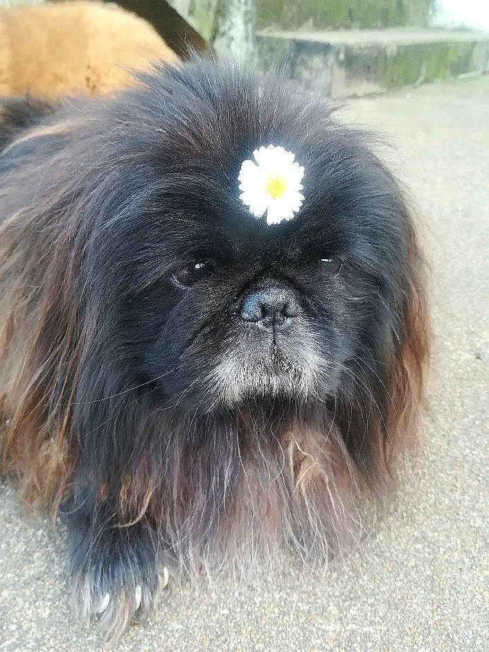 Papillon participe au concours pour gagner de l'argent avec cette photo : ancient_dog_breeds, canidae, carnivore, close_up, companion_dog, dog, dog_breed, fawn, fur, grass, liver, non_sporting_group, shih_tzu, snout, sporting_group, terrestrial_animal, toy_dog, whiskers, wildlife, working_animal