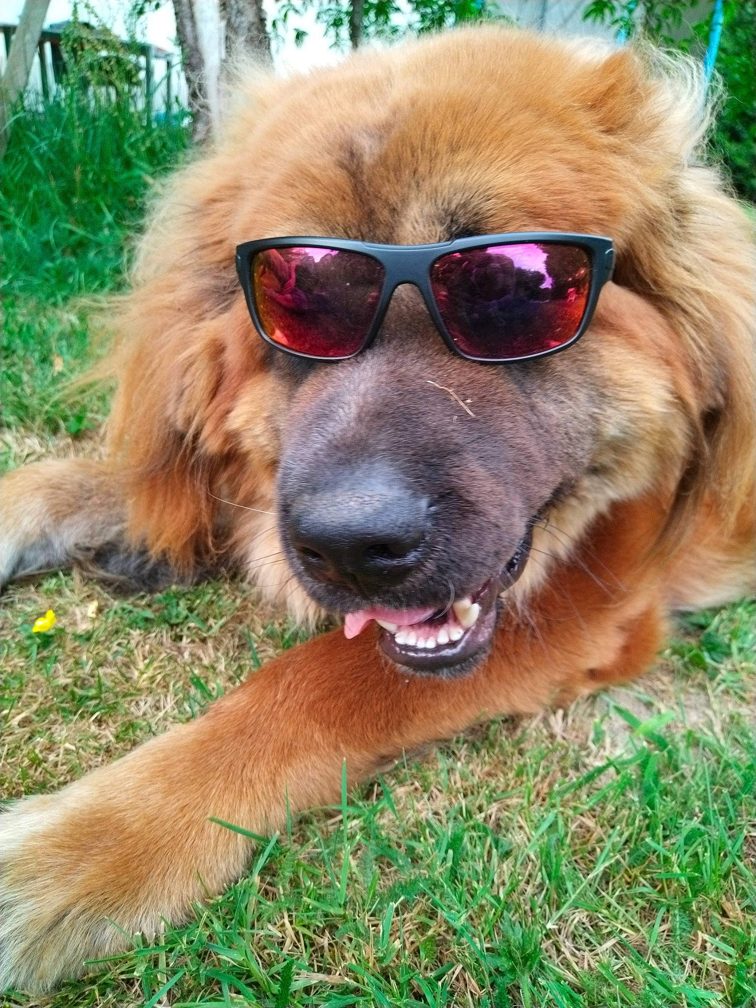 Ryplaybzh a rejoint le concours — aidez-le/la à gagner de superbes lots ! canidae, carnivore, companion_dog, dog, dog_breed, eyewear, fawn, fur, grass, gun_dog, hair, liver, plant, snout, sporting_group, terrestrial_animal, tree, whiskers, working_animal, working_dog