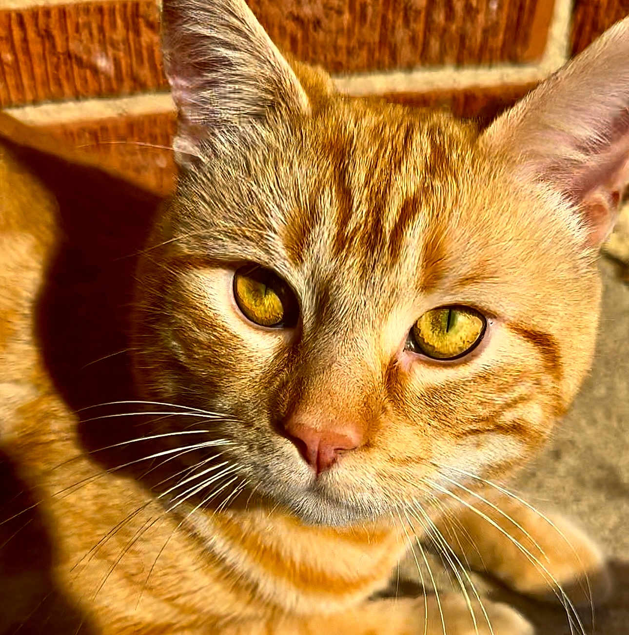 Niko joined the competition — help win amazing prizes! abyssinian, animal, cat, kitten, manx, pet