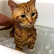 Niko joined the competition — help win amazing prizes! abyssinian, animal, bathing, bathtub, bronze, cat, kitten, manx, person, pet, sink, tub
