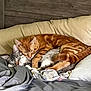 Niko joined the competition — help win amazing prizes! abyssinian, animal, bed, bedroom, blanket, cat, couch, cushion, furniture, homedecor, indoors, interiordesign, kitten, manx, person, pet, pillow, quilt, room, sleeping