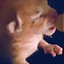 angry, animal, baby, babylaughing, cat, face, happy, head, kitten, person, pet, shouting