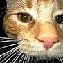 Niko is registered to the contest to win money with this photo: abyssinian, animal, cat, kitten, manx, pet, siamese, snout