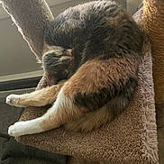 Dipples is registered to the contest to win money with this photo: cat, sleeping, cat_tree, feline, fur, indoor, cozy, window, carpeted, pet, relaxed, resting, animal, whiskers, paw, tail, soft_light, home, cute, curled_up