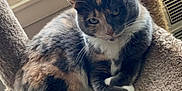 Dipples is registered to the contest to win money with this photo: cat, calico_cat, pet, animal, indoor, cat_tree, feline, window, carpeted_perch, resting, cute, green_eyes, fur, curious, cozy, relaxed, home, paw, whiskers, natural_light