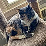 cat, calico_cat, pet, animal, indoor, cat_tree, feline, window, carpeted_perch, resting, cute, green_eyes, fur, curious, cozy, relaxed, home, paw, whiskers, natural_light