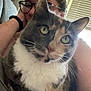 cat, calico_cat, pet, indoor, person, glasses, couch, window_blinds, furniture, face, whiskers, fur, closeup, relaxing, home, companion, cute, animal, portrait, cozy