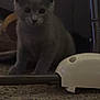 animal, carpet, cat, close_up, curious, cute, domestic, feline, floor, gray_cat, indoor, kitten, low_light, metal_rod, pet, plastic_object, shadow, sitting, small, young_cat