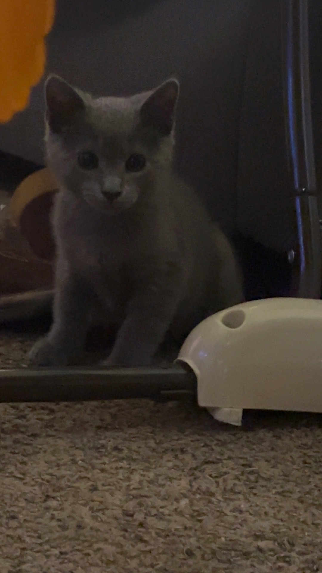 Houdini