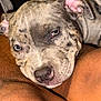Stitch is registered to the contest to win money with this photo: animal, brindle, close_up, cute, dog, domestic_animal, ear, face, fur, human_arm, indoor, nostril, pet, portrait, puppy, resting, skin, sleepy, texture, warm_light