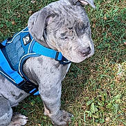 Stitch joined the competition — help win amazing prizes! animal, blue_harness, canine, closeup, cute, daylight, dog, ears, fur, grass, leaf, nature, outdoor, paw, pet, puppy, sitting, snout, wrinkles, young_dog