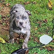 Stitch is registered to the contest to win money with this photo: animal, blue_eyes, brown, curious, dog, ear, electrical_cord, four_legs, grass, gray, ground, leaves, nature, outdoor, pet, plug, puppy, snout, white, young_dog