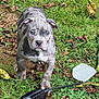 animal, blue_eyes, brown, curious, dog, ear, electrical_cord, four_legs, grass, gray, ground, leaves, nature, outdoor, pet, plug, puppy, snout, white, young_dog