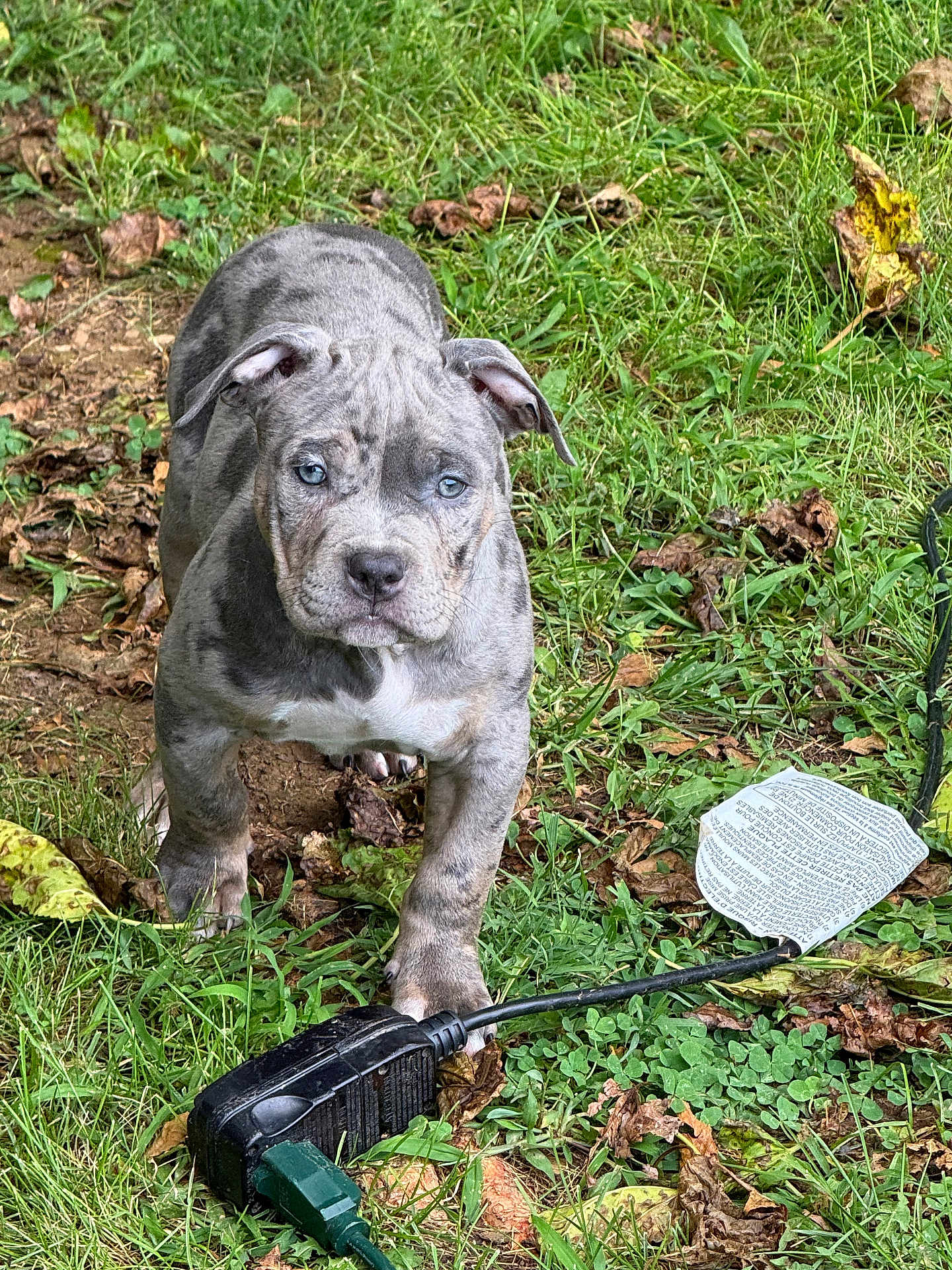 Stitch is registered to the contest to win money with this photo: animal, blue_eyes, brown, curious, dog, ear, electrical_cord, four_legs, grass, gray, ground, leaves, nature, outdoor, pet, plug, puppy, snout, white, young_dog